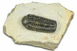 Morocops Trilobite - Ofaten, Morocco #372439-3